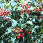 Ilex aquifolium 'Alaska'